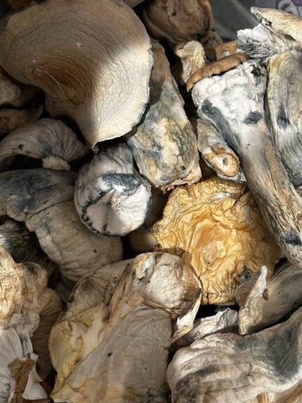 Psychedelic mushrooms